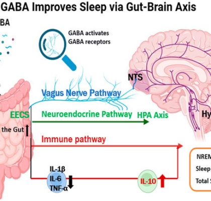 GABA
