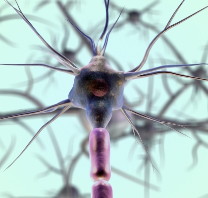 Hericium erinaceus neuroprotective effects