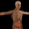 Lcarnitine and weight body composition