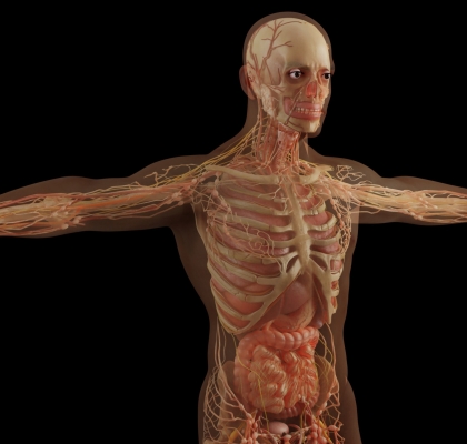Lcarnitine and weight body composition
