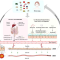 Zinc and immune factors